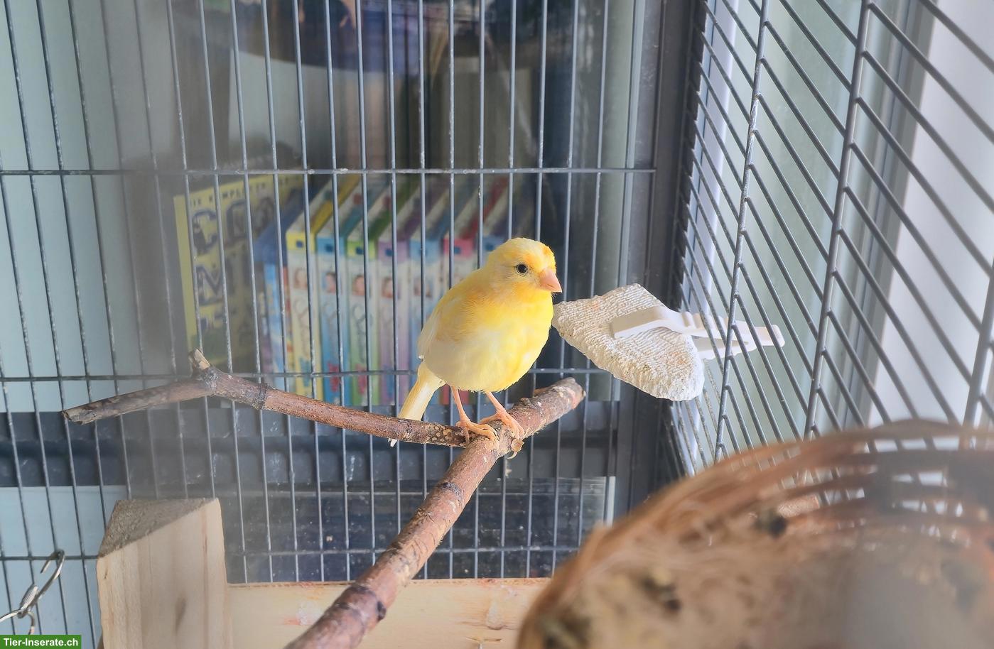 Bild 9: Kanarienvögel zu verkaufen