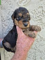 Airedale Terrier Welpen zu verkaufen