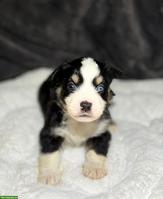 Mini Aussie / Miniature Australian Shepherd Welpen