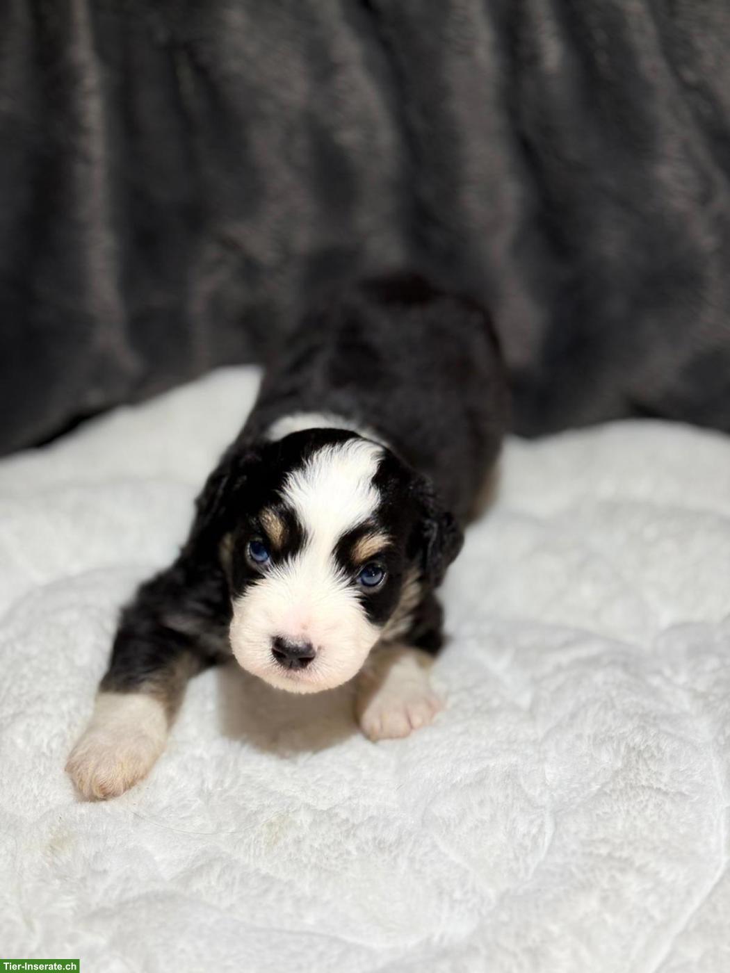 Bild 2: Mini Aussie / Miniature Australian Shepherd Welpen