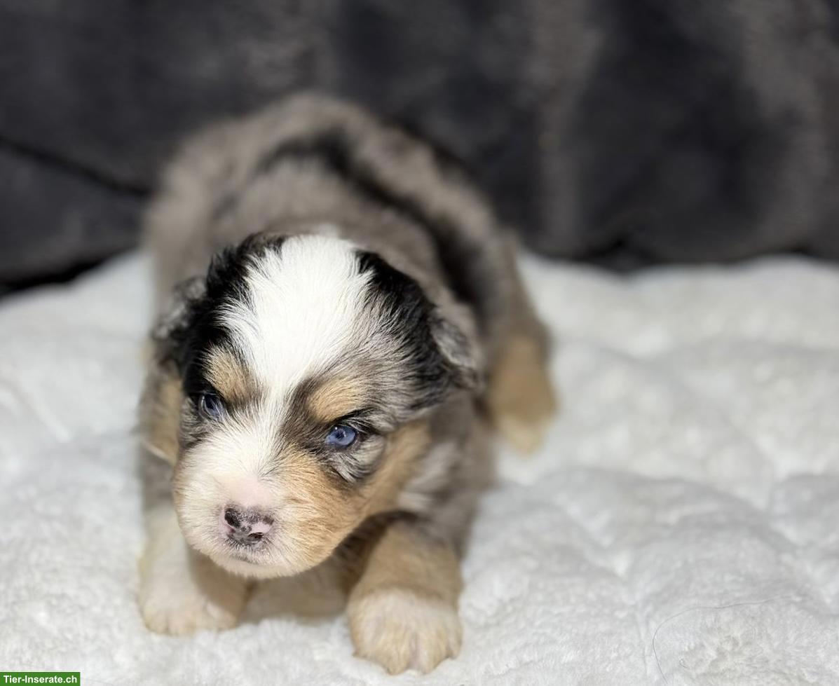 Bild 3: Mini Aussie / Miniature Australian Shepherd Welpen