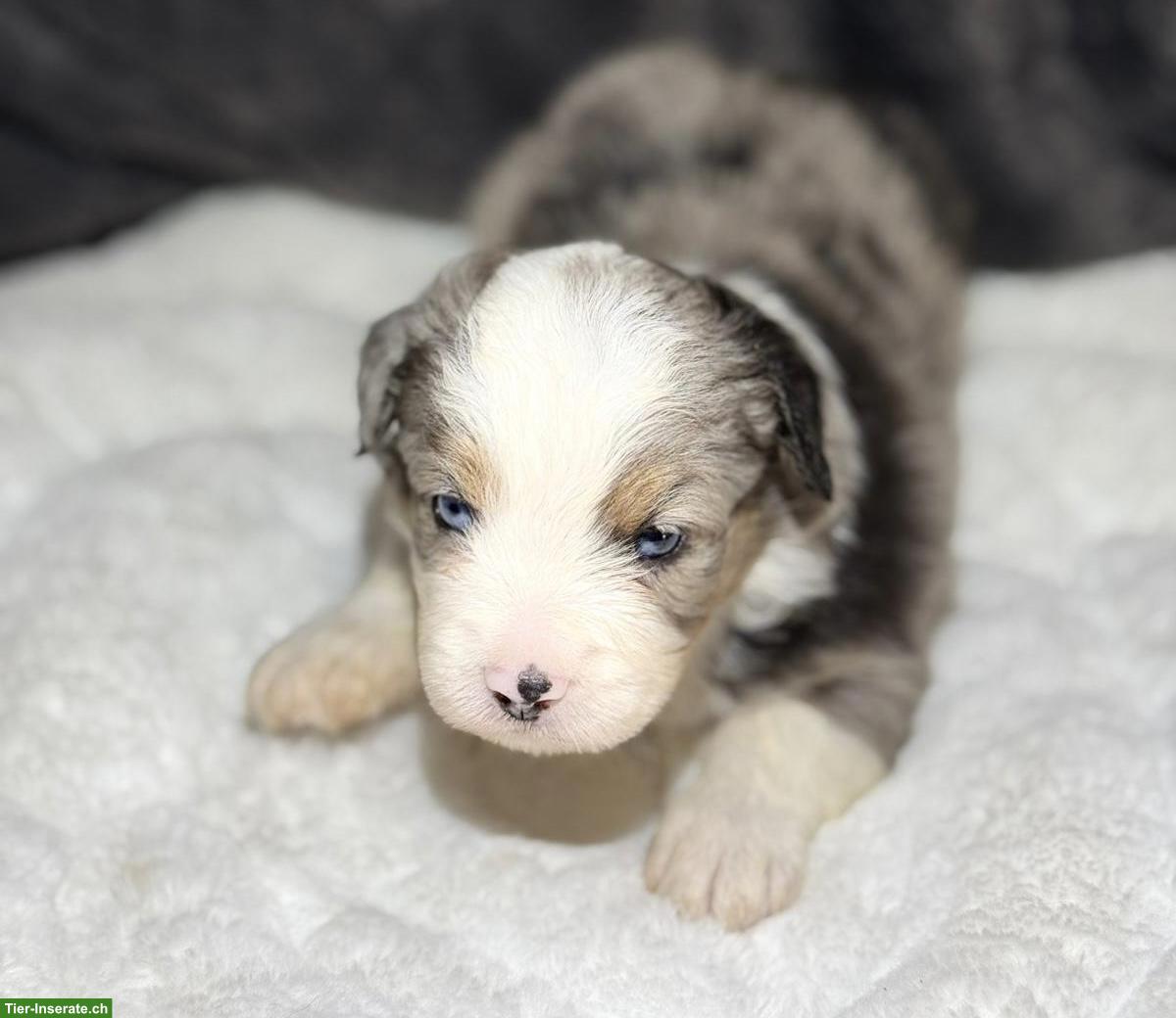 Bild 4: Mini Aussie / Miniature Australian Shepherd Welpen
