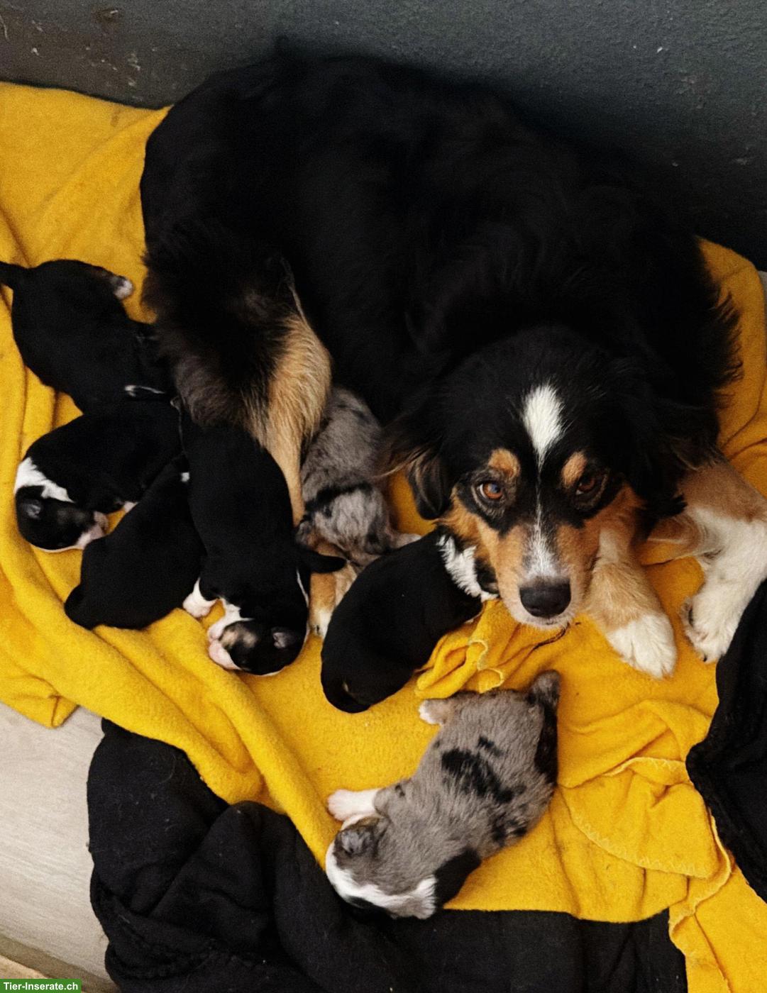 Bild 5: Mini Aussie / Miniature Australian Shepherd Welpen