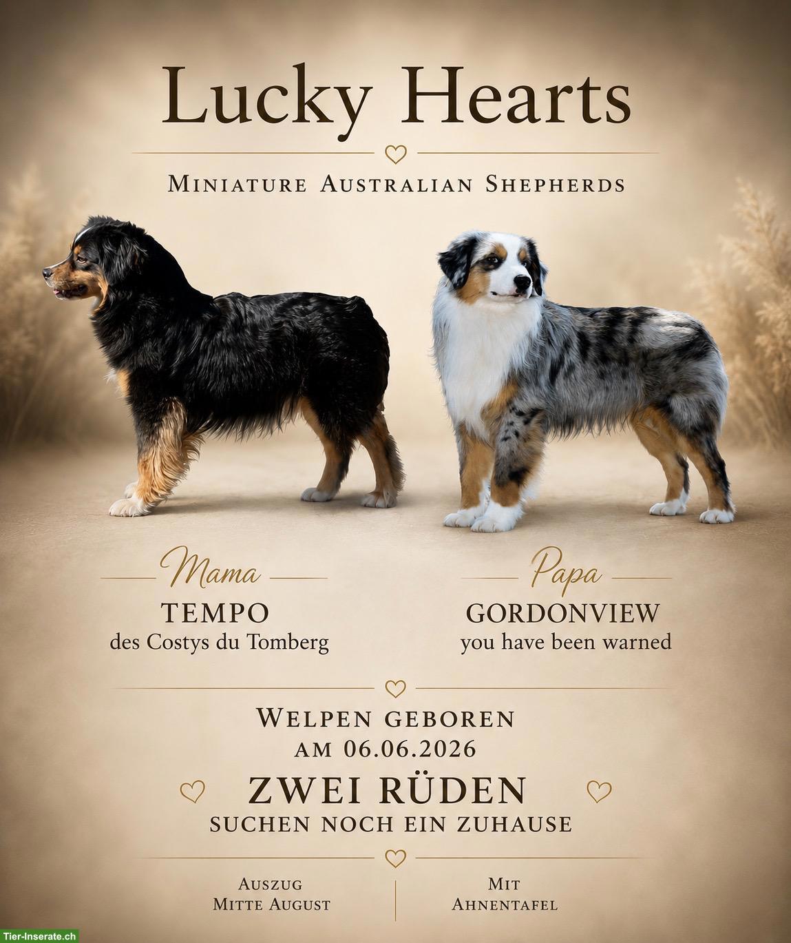 Bild 6: Mini Aussie / Miniature Australian Shepherd Welpen