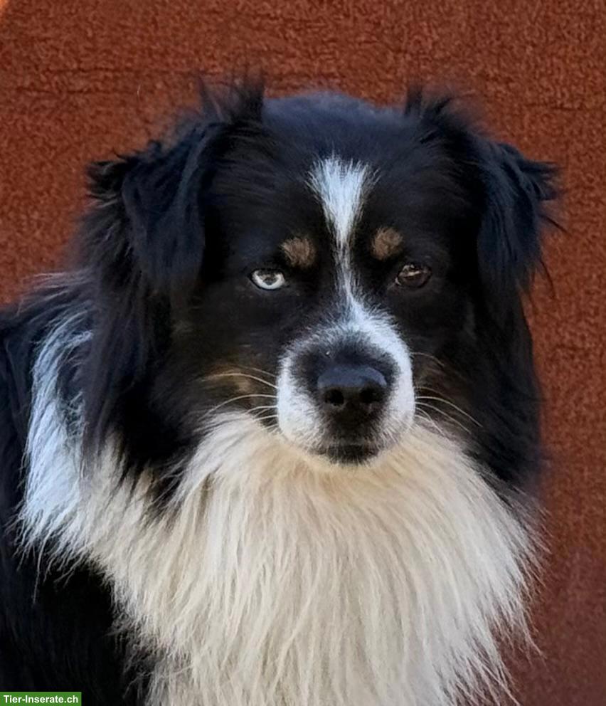 Bild 7: Mini Aussie / Miniature Australian Shepherd Welpen