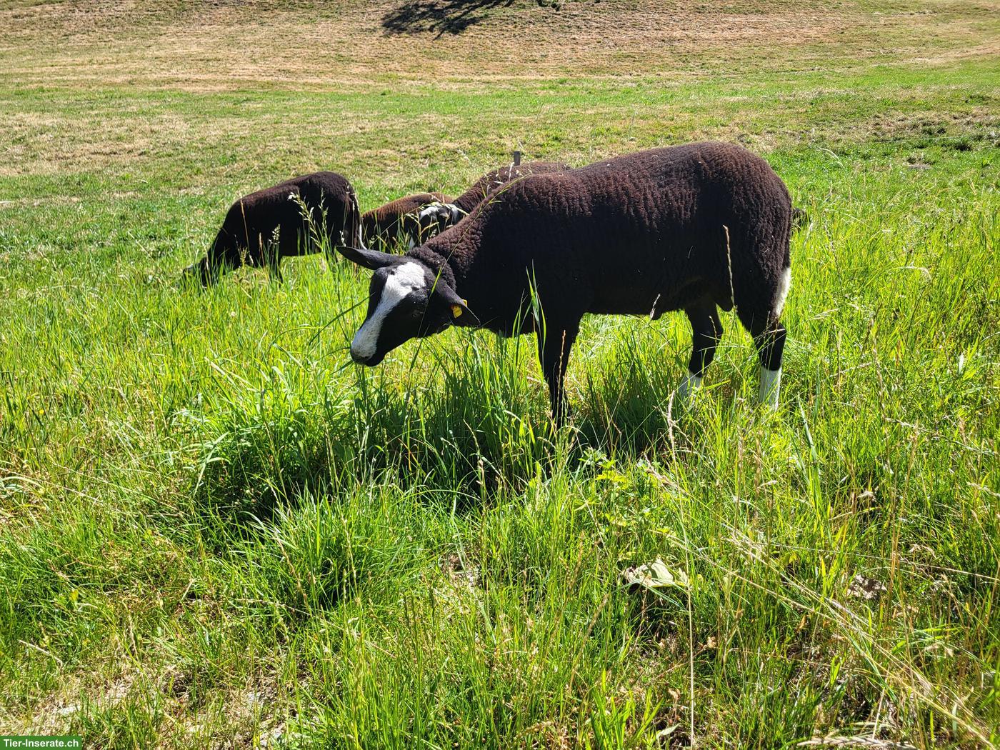 Junger Zwartbles Widder zu verkaufen