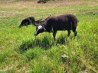 Junger Zwartbles Widder zu verkaufen