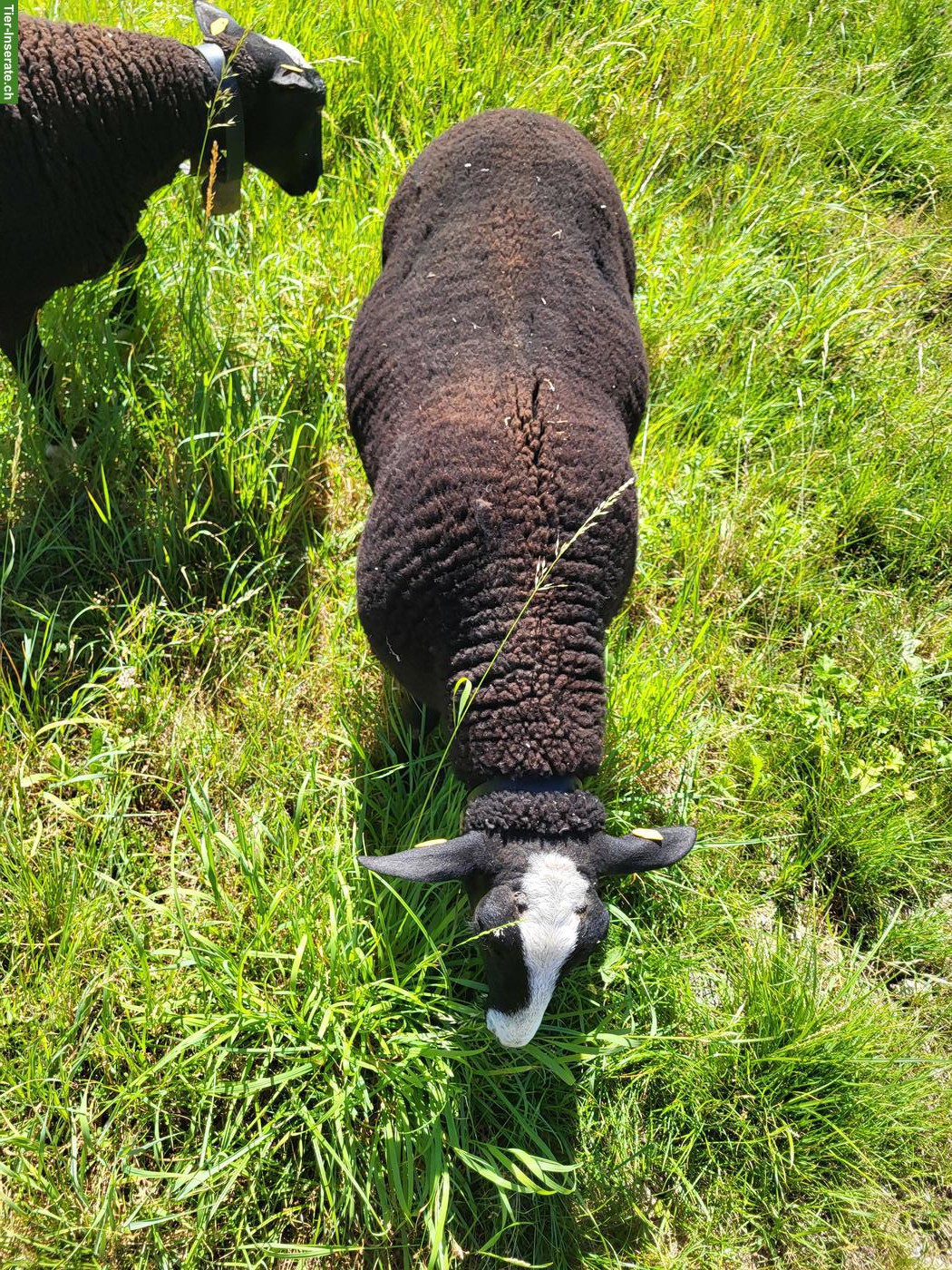 Bild 2: Junger Zwartbles Widder zu verkaufen