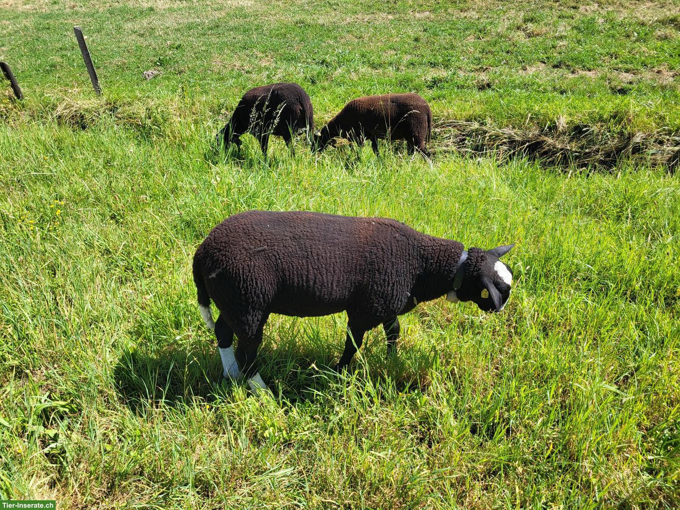 Bild 3: Junger Zwartbles Widder zu verkaufen