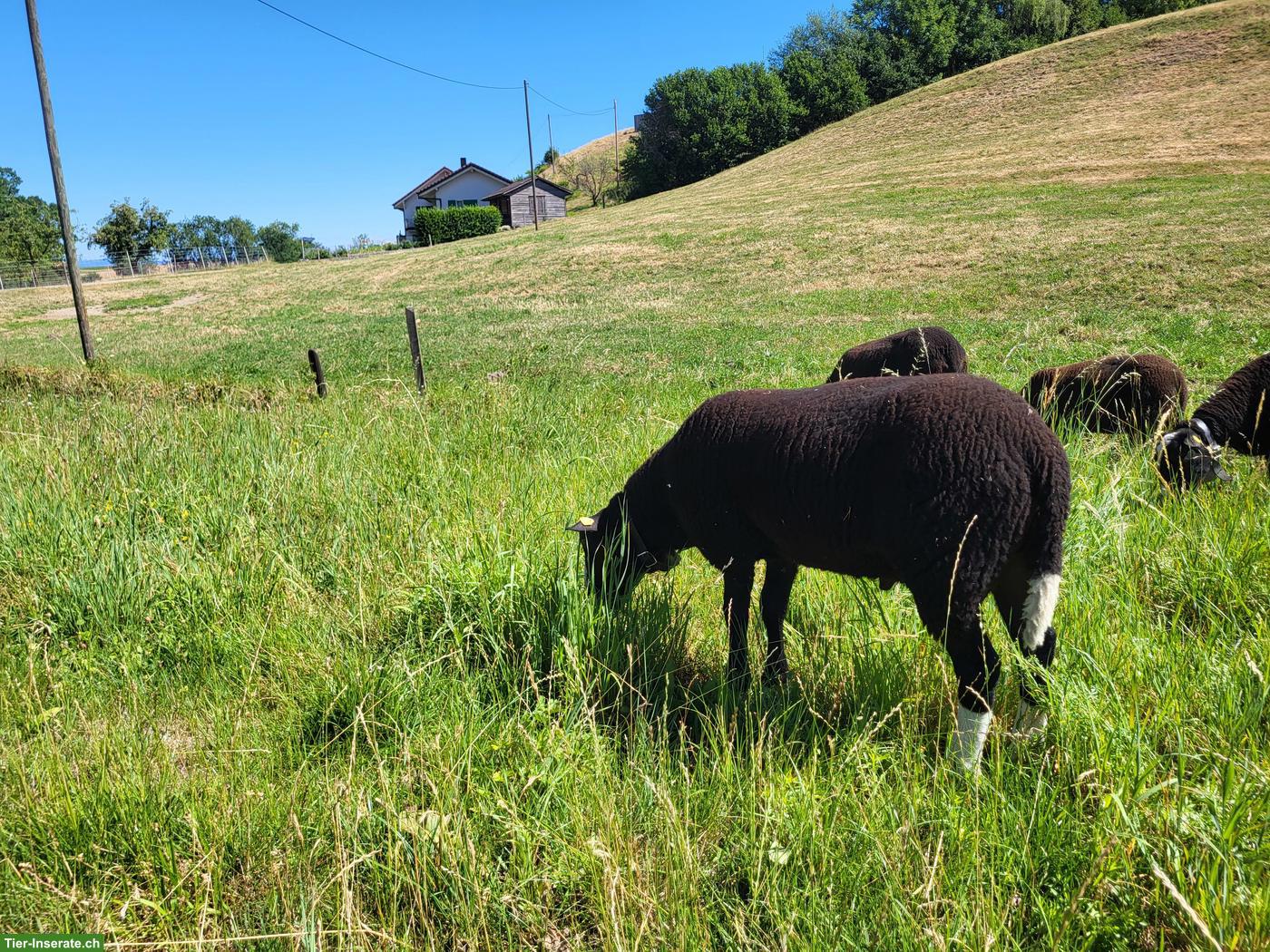 Bild 4: Junger Zwartbles Widder zu verkaufen
