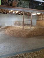 Offenstallplatz frei für 1-3 Pferde/Pony in Habstetten BE