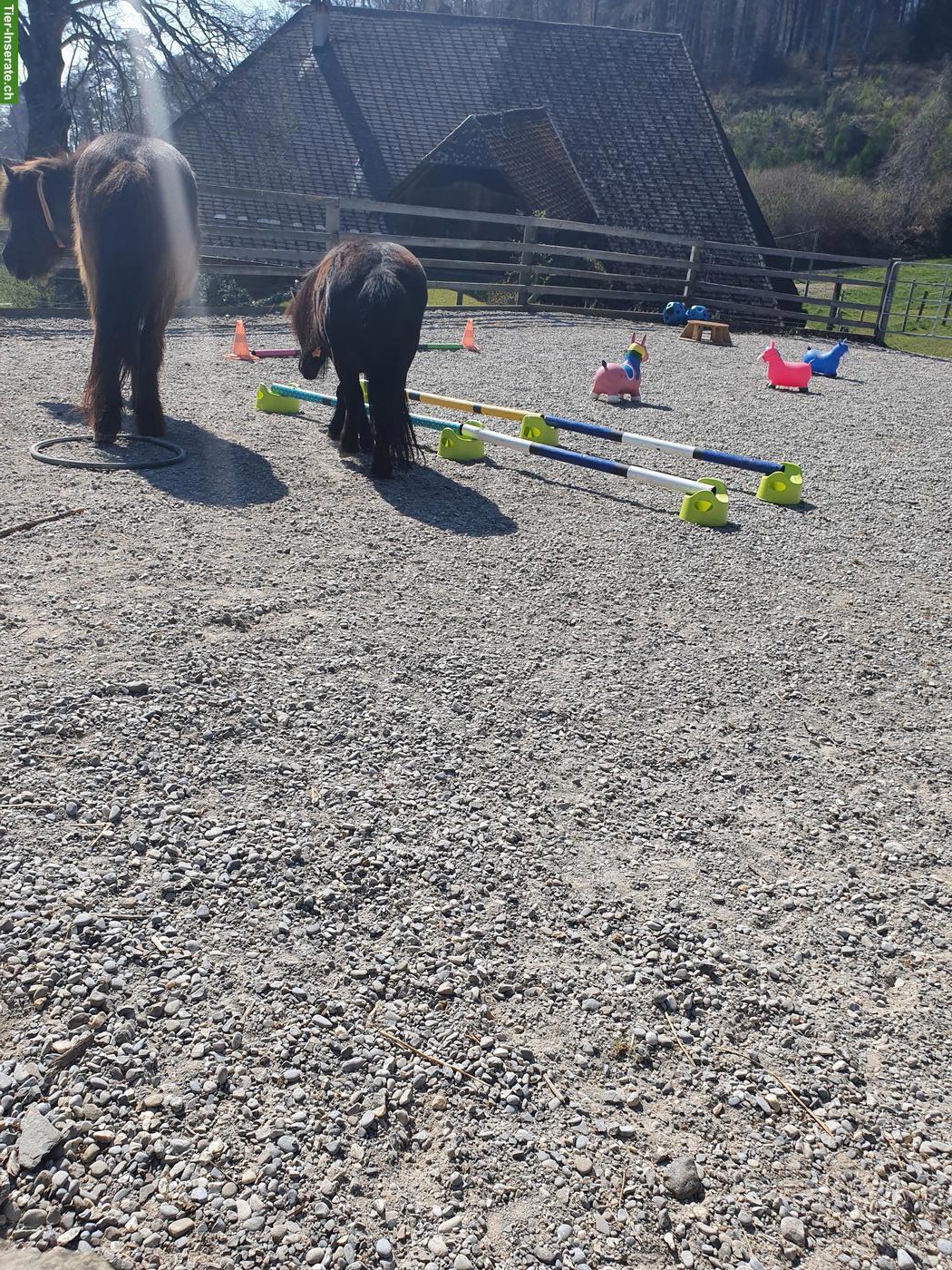 Bild 2: Offenstallplatz frei für 1-3 Pferde/Pony in Habstetten BE