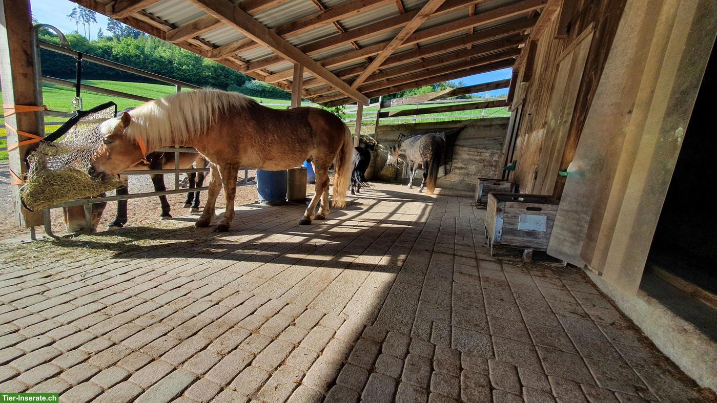 Bild 3: Offenstallplatz frei für 1-3 Pferde/Pony in Habstetten BE