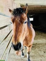 Welsh Ponystute sucht Lebensplatz / Tausch mit Shetty