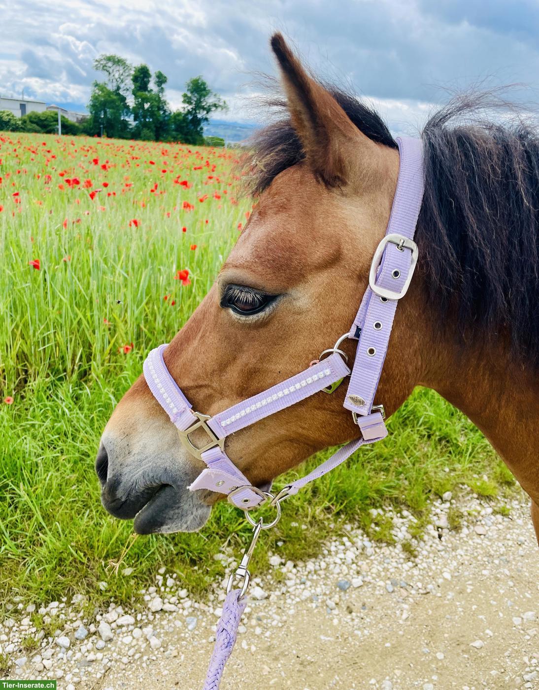 Bild 3: Welsh Ponystute sucht Lebensplatz / Tausch mit Shetty
