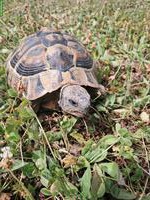 2 Griechische Landschildkröten gratis abzugeben