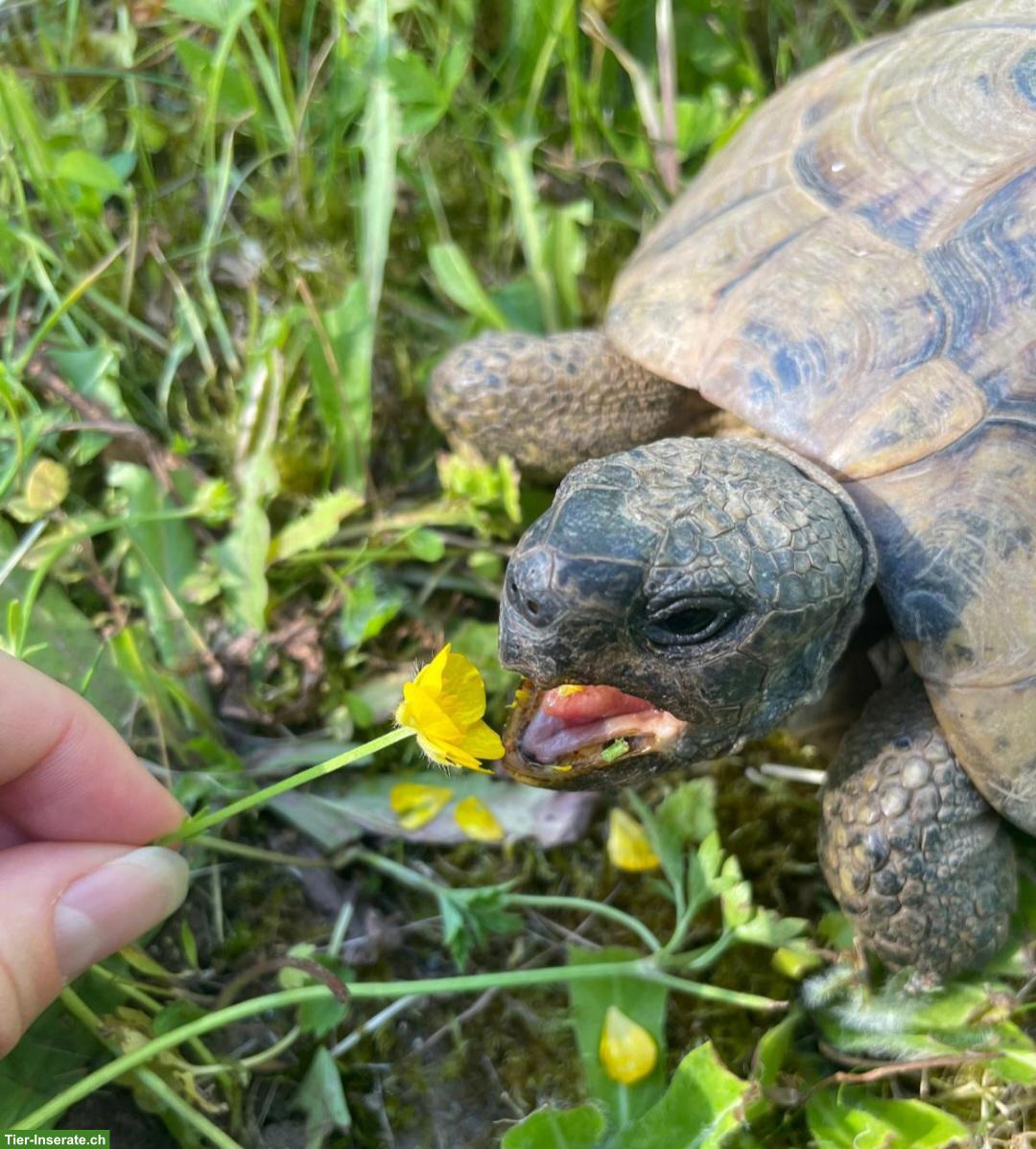 Bild 2: 2 Griechische Landschildkröten gratis abzugeben