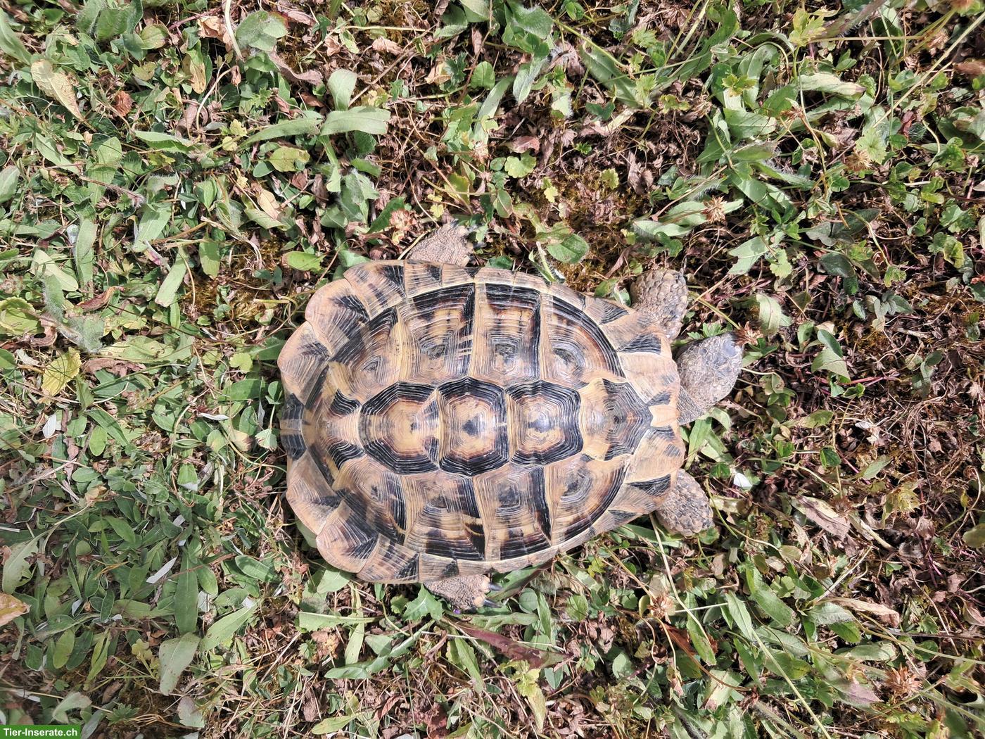 Bild 3: 2 Griechische Landschildkröten gratis abzugeben