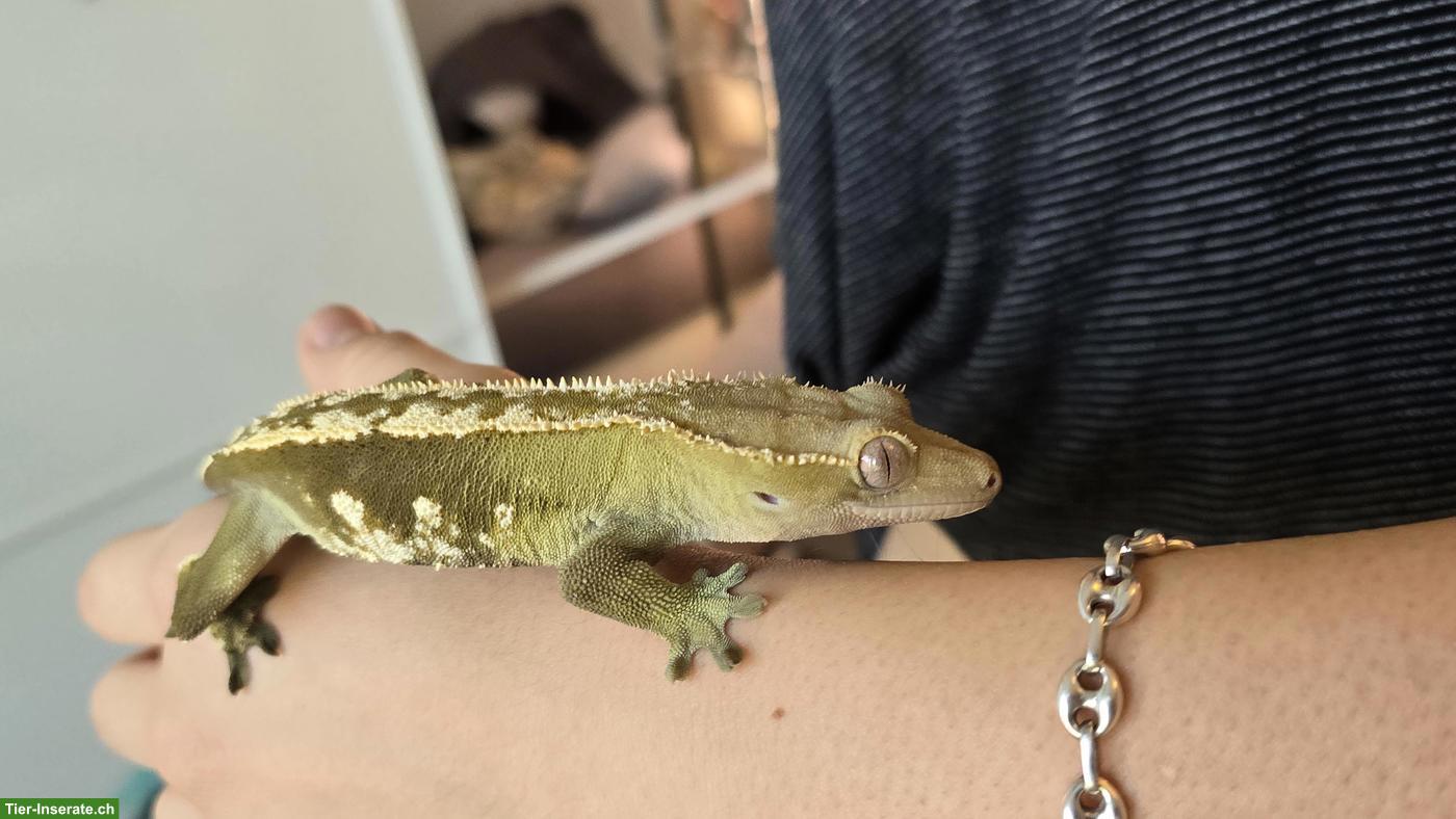 Kronengeckos / Wimpergeckos (Correlophus ciliatus) zu verkaufen