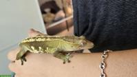 Kronengeckos / Wimpergeckos (Correlophus ciliatus) zu verkaufen