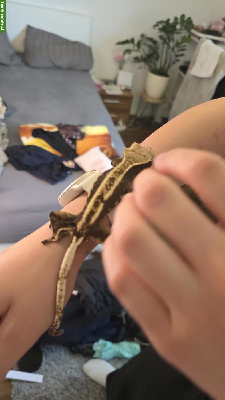 Bild 2: Kronengeckos / Wimpergeckos (Correlophus ciliatus) zu verkaufen