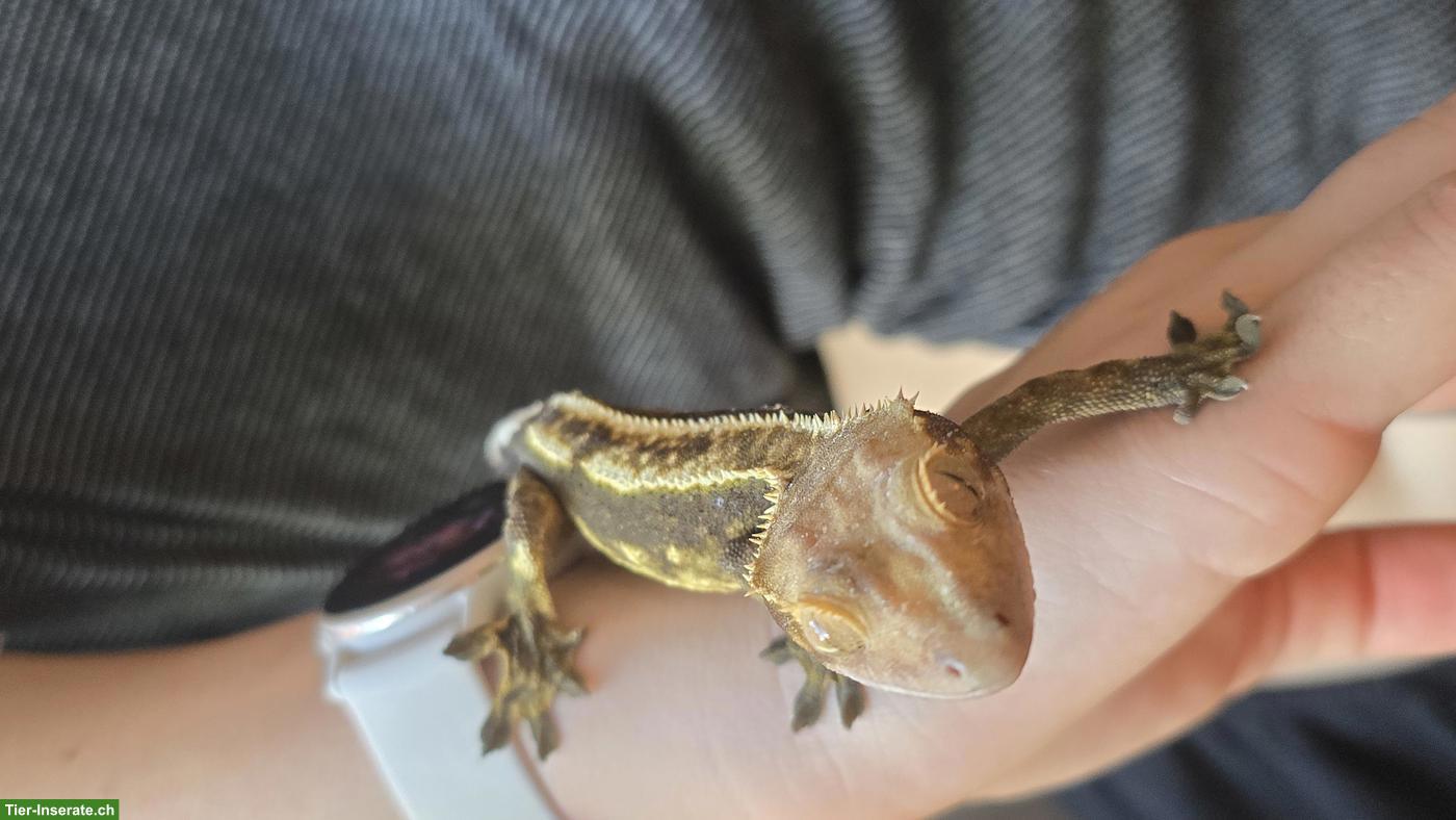 Bild 4: Kronengeckos / Wimpergeckos (Correlophus ciliatus) zu verkaufen