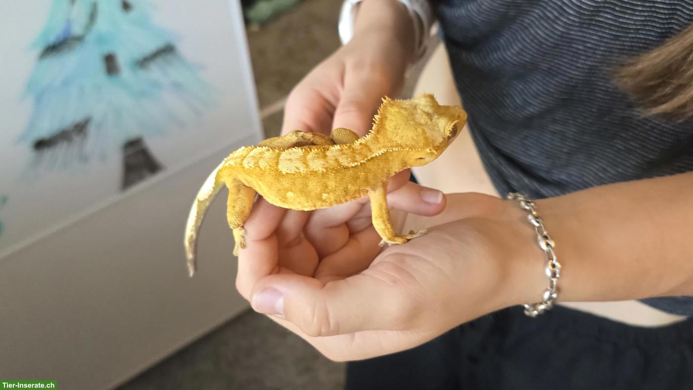 Bild 5: Kronengeckos / Wimpergeckos (Correlophus ciliatus) zu verkaufen