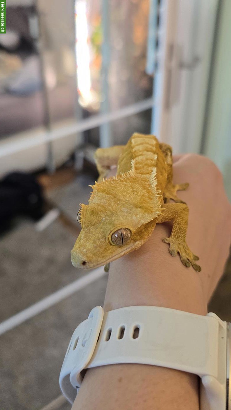 Bild 6: Kronengeckos / Wimpergeckos (Correlophus ciliatus) zu verkaufen