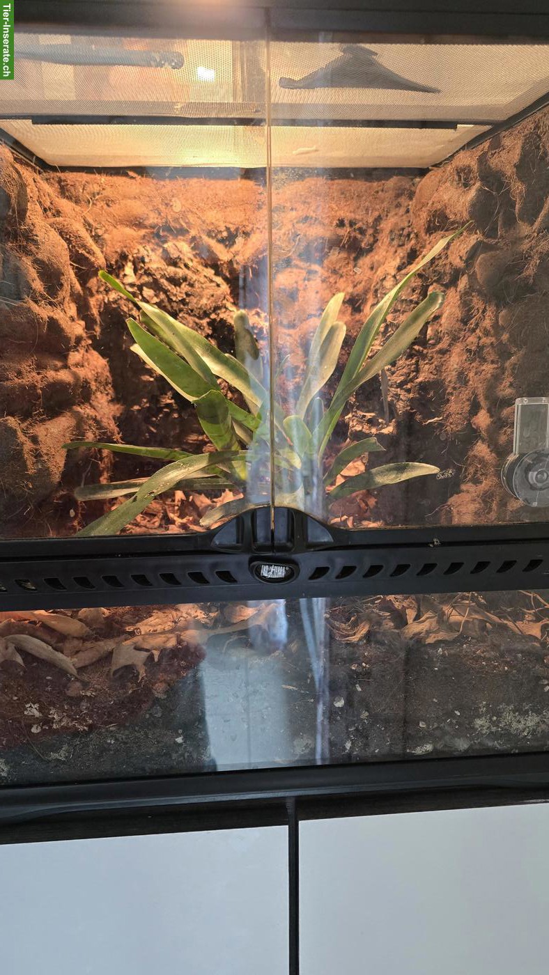 Bild 9: Kronengeckos / Wimpergeckos (Correlophus ciliatus) zu verkaufen