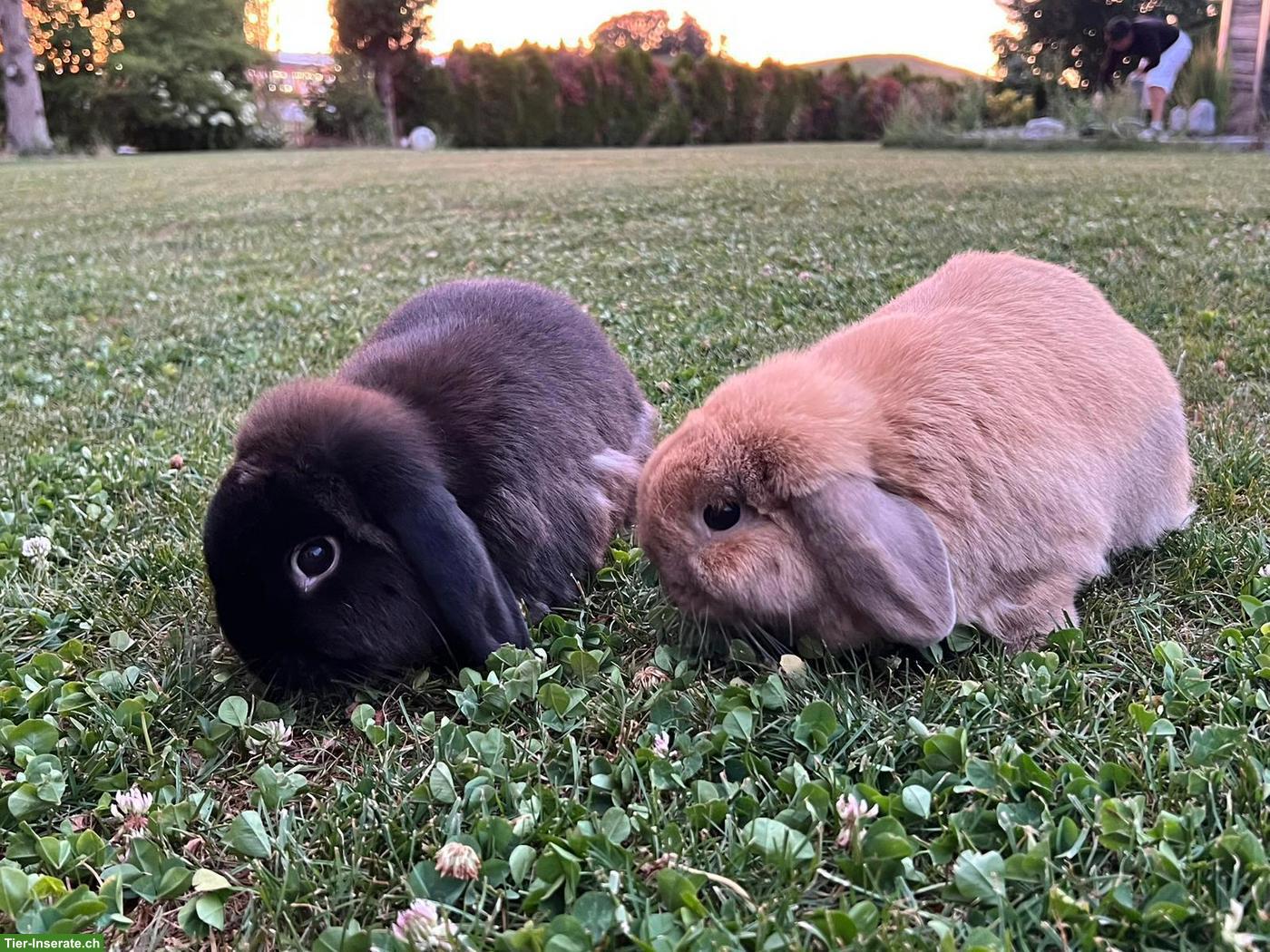 Minilop Pärchen sucht schönes Zuhause