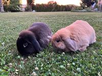 Minilop Pärchen sucht schönes Zuhause