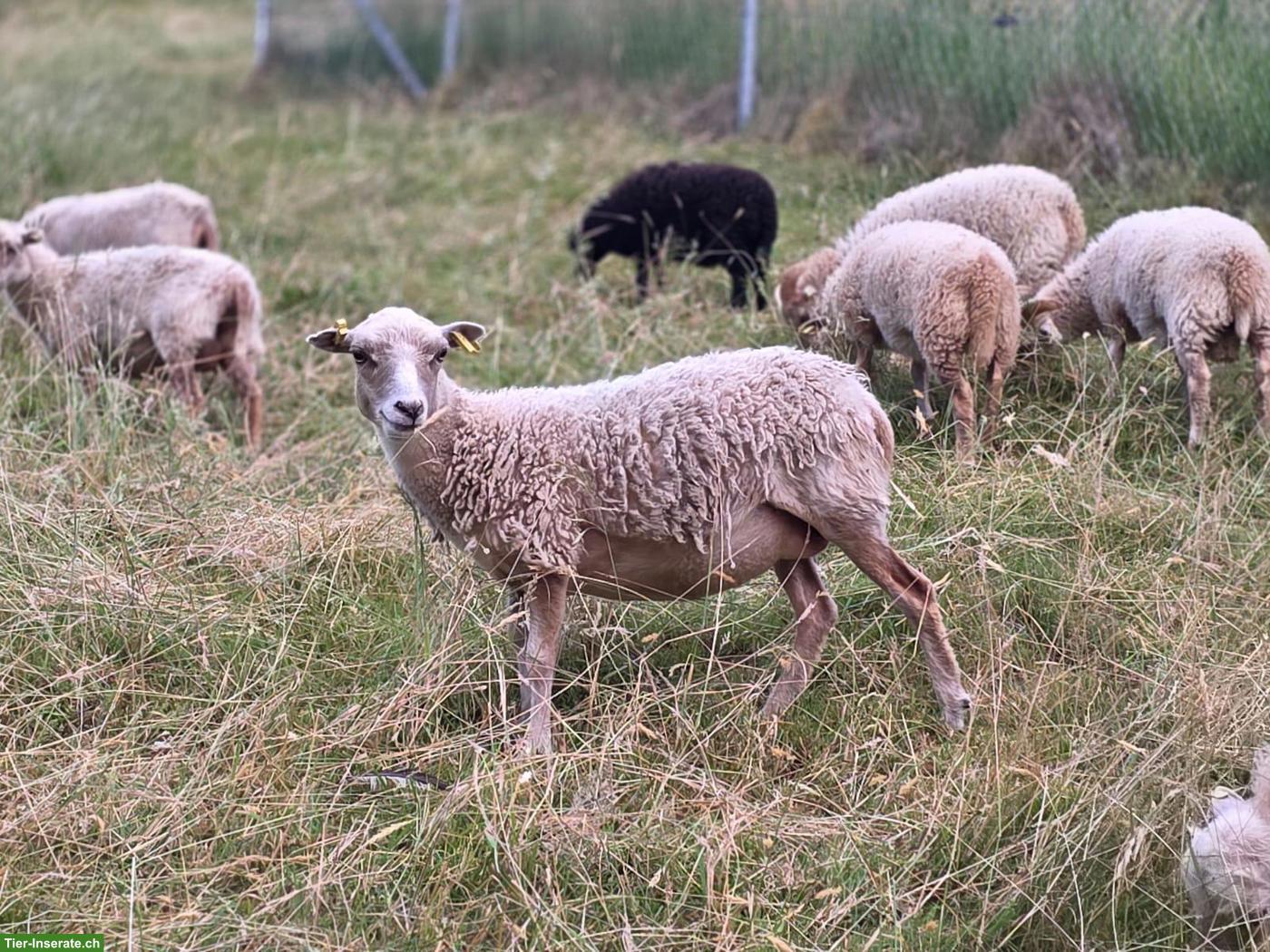 Reinrassige Ouessantschafe mit Herdebuchpapieren zu verkaufen