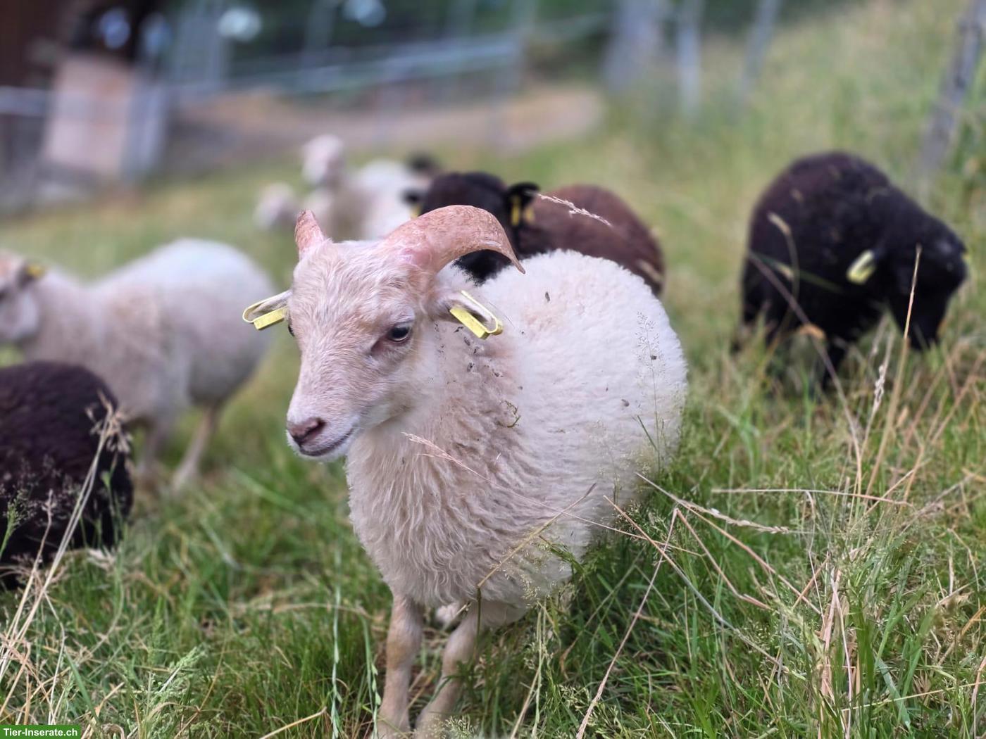 Bild 5: Reinrassige Ouessantschafe mit Herdebuchpapieren zu verkaufen