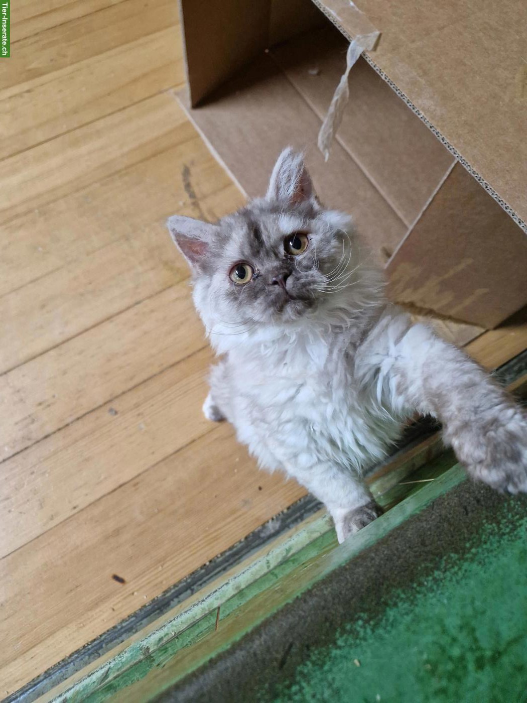 Selkirk Rex Longhair x BLH Kitten