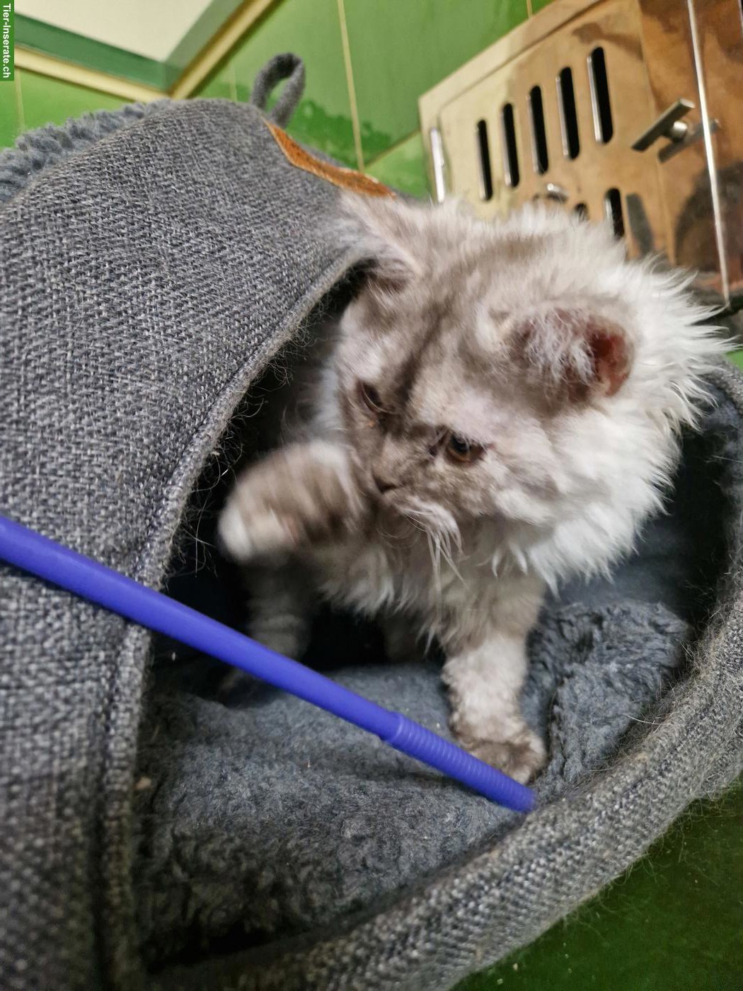 Bild 2: Selkirk Rex Longhair x BLH Kitten