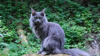 Suche Maine Coon Deckkater mit Blutgruppe B