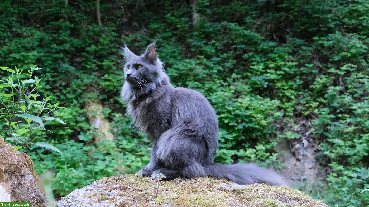 Bild 2: Suche Maine Coon Deckkater mit Blutgruppe B
