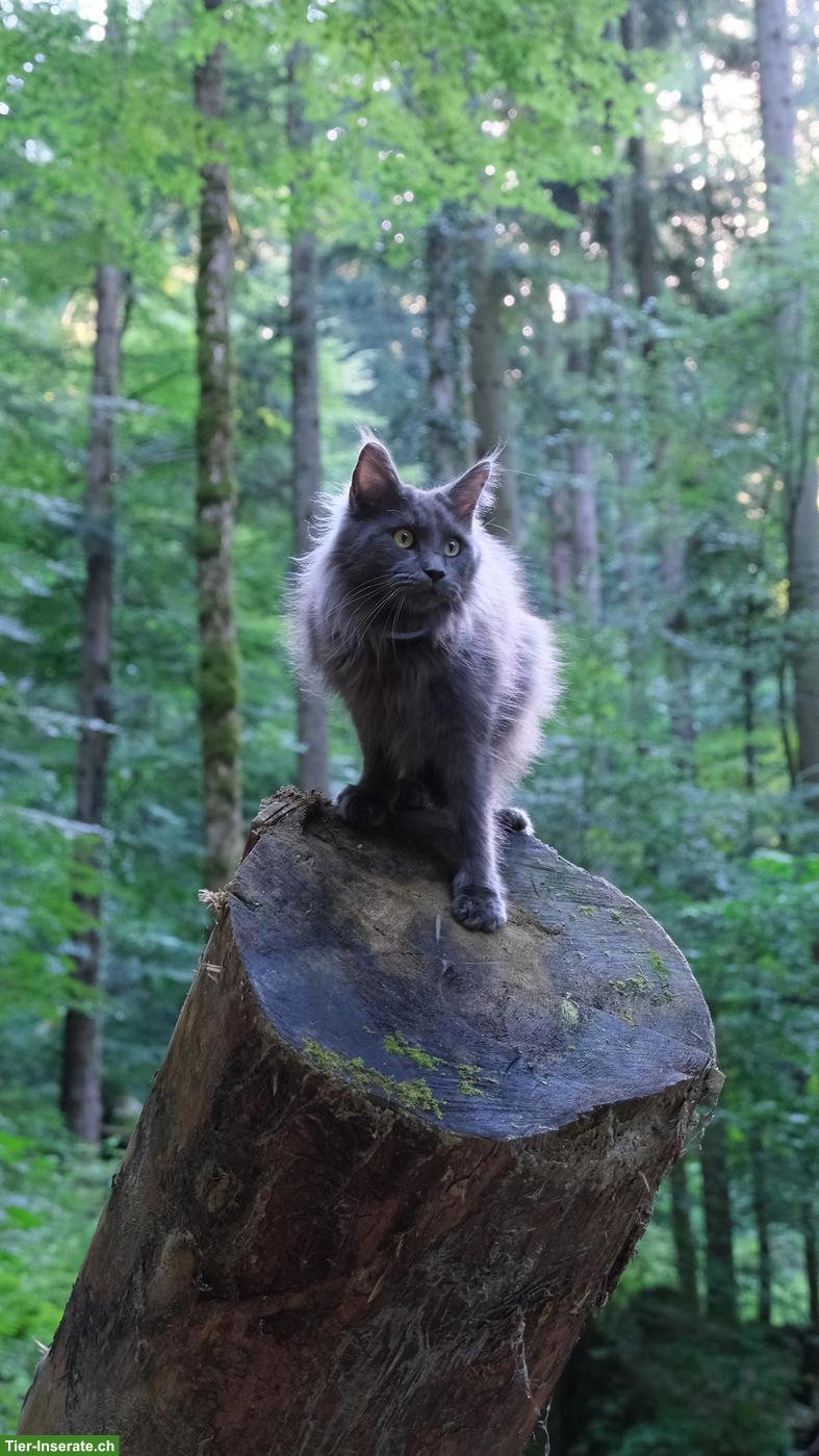 Bild 3: Suche Maine Coon Deckkater mit Blutgruppe B