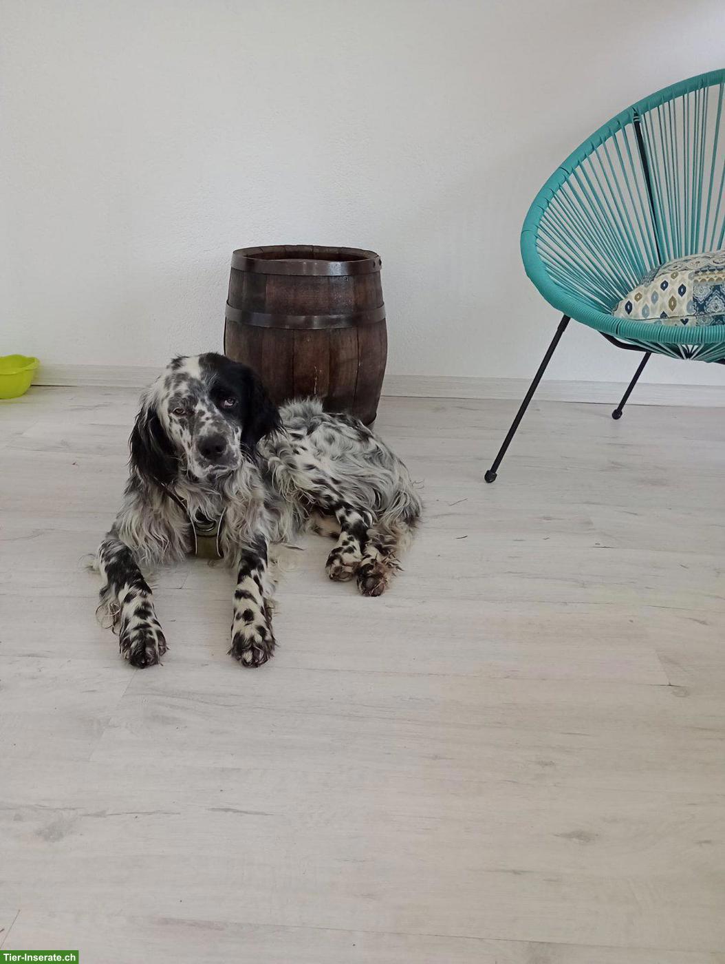 English Setter Rüde Fred sucht ein Zuhause für immer