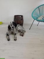 English Setter Rüde Fred sucht ein Zuhause für immer