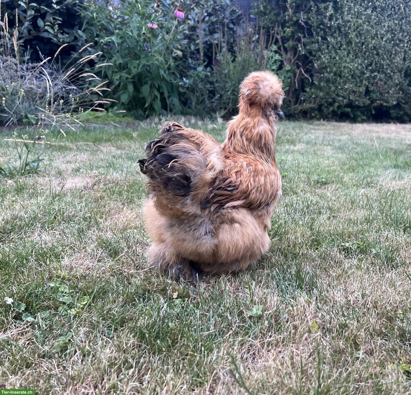 US Silkie Hennen & Junghennen