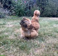US Silkie Hennen & Junghennen
