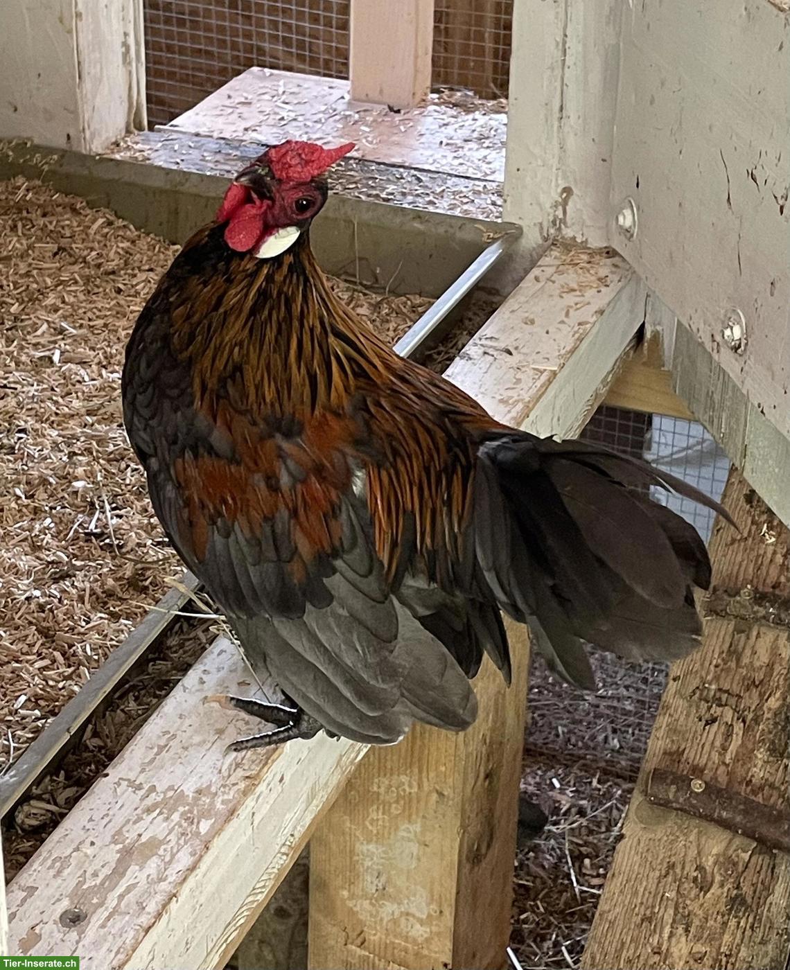 Bantam Junghähne abzugeben