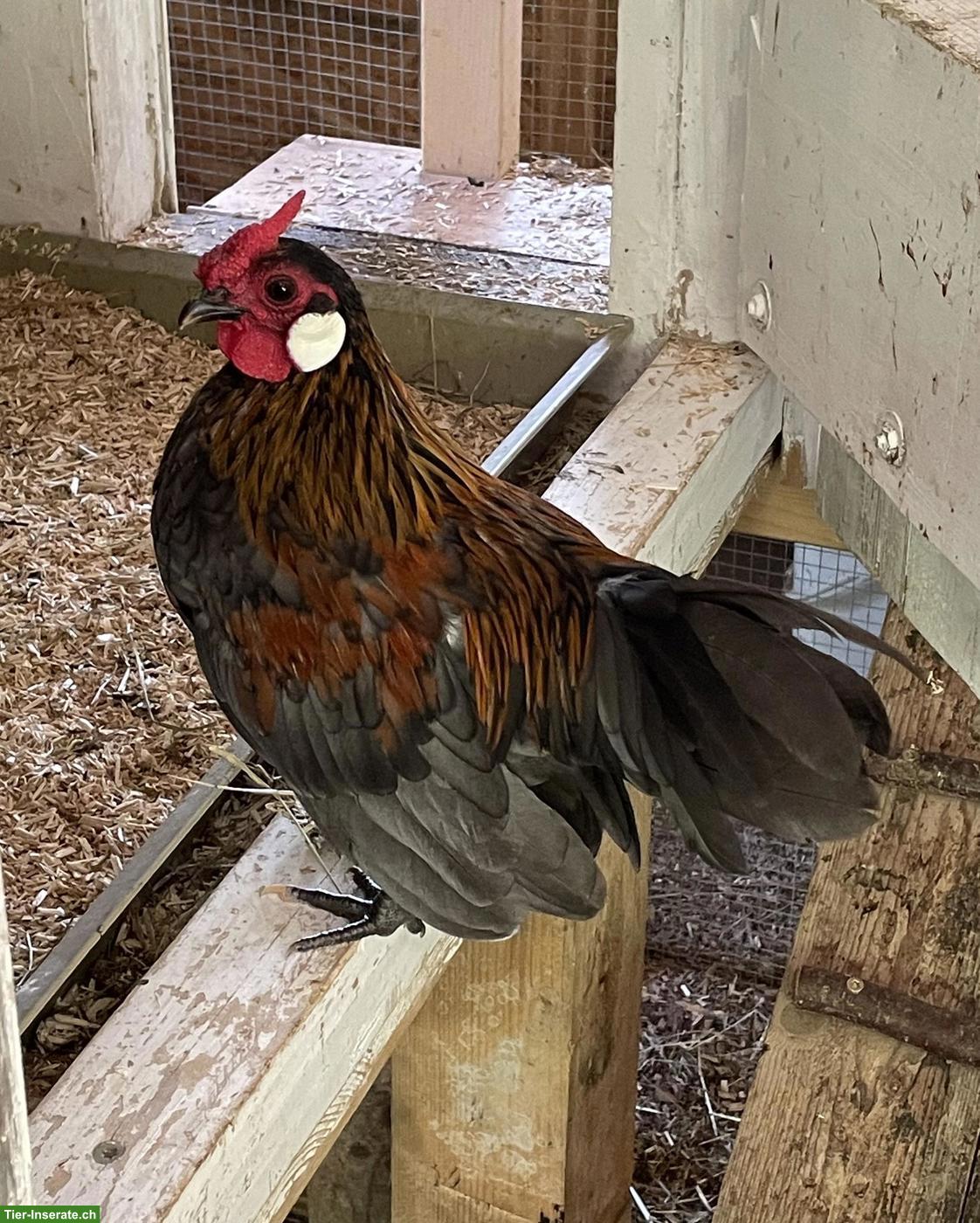 Bild 2: Bantam Junghähne abzugeben