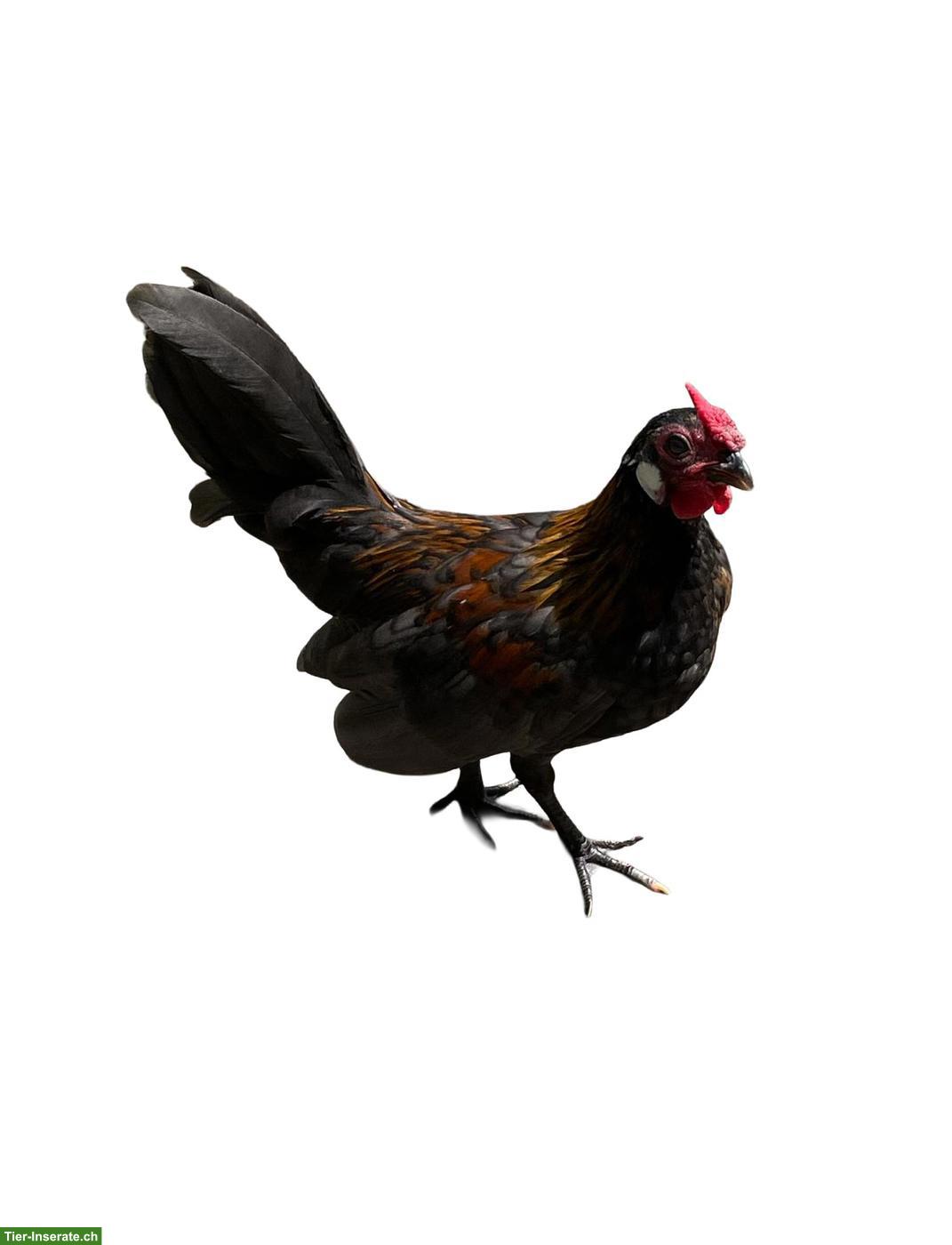 Bild 3: Bantam Junghähne abzugeben