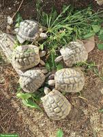 Griechische Landschildkröten Gruppe, männlich