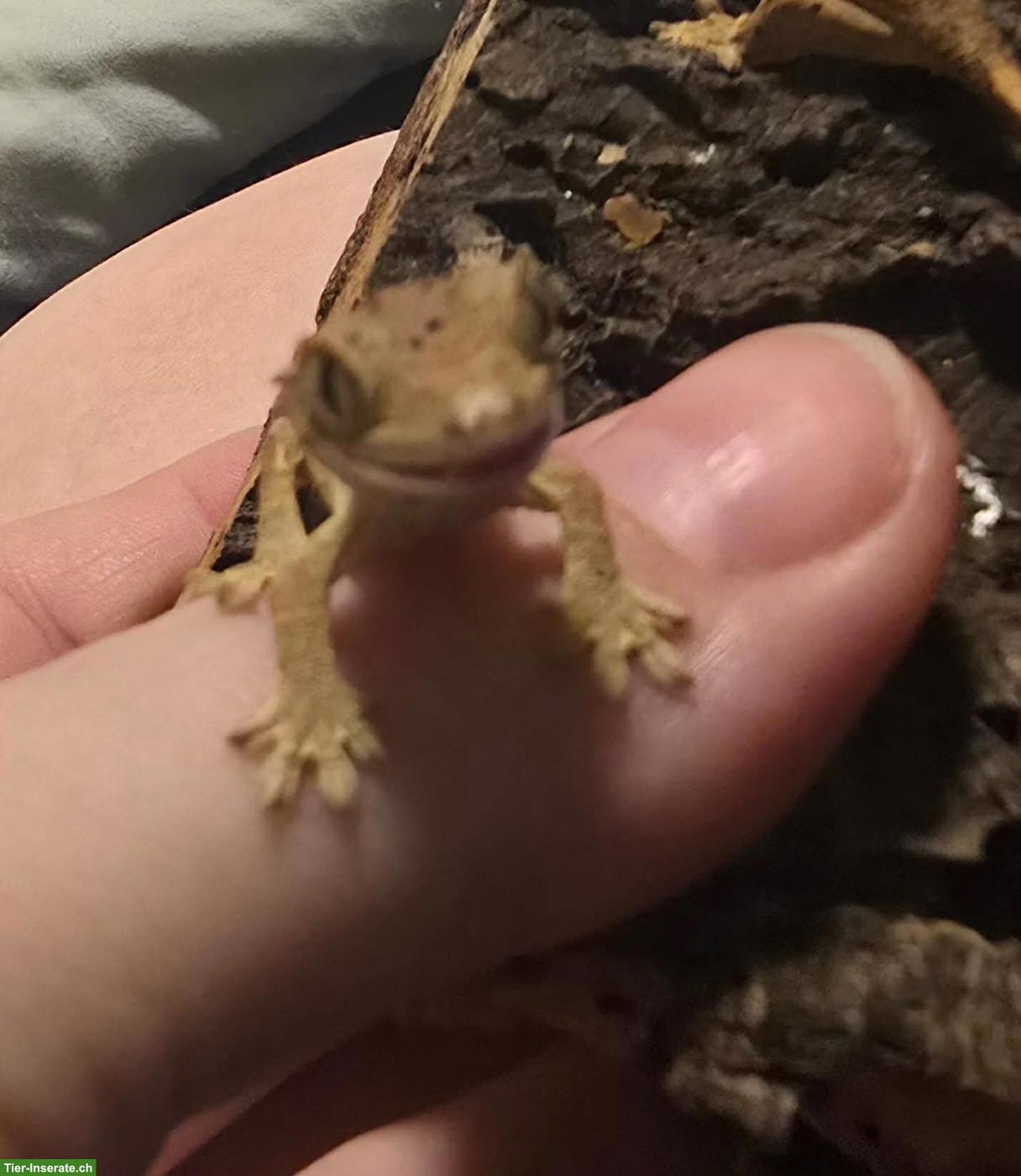 Bild 6: Kronengecko Babys Super Dalmatiner aus Hobbyzucht