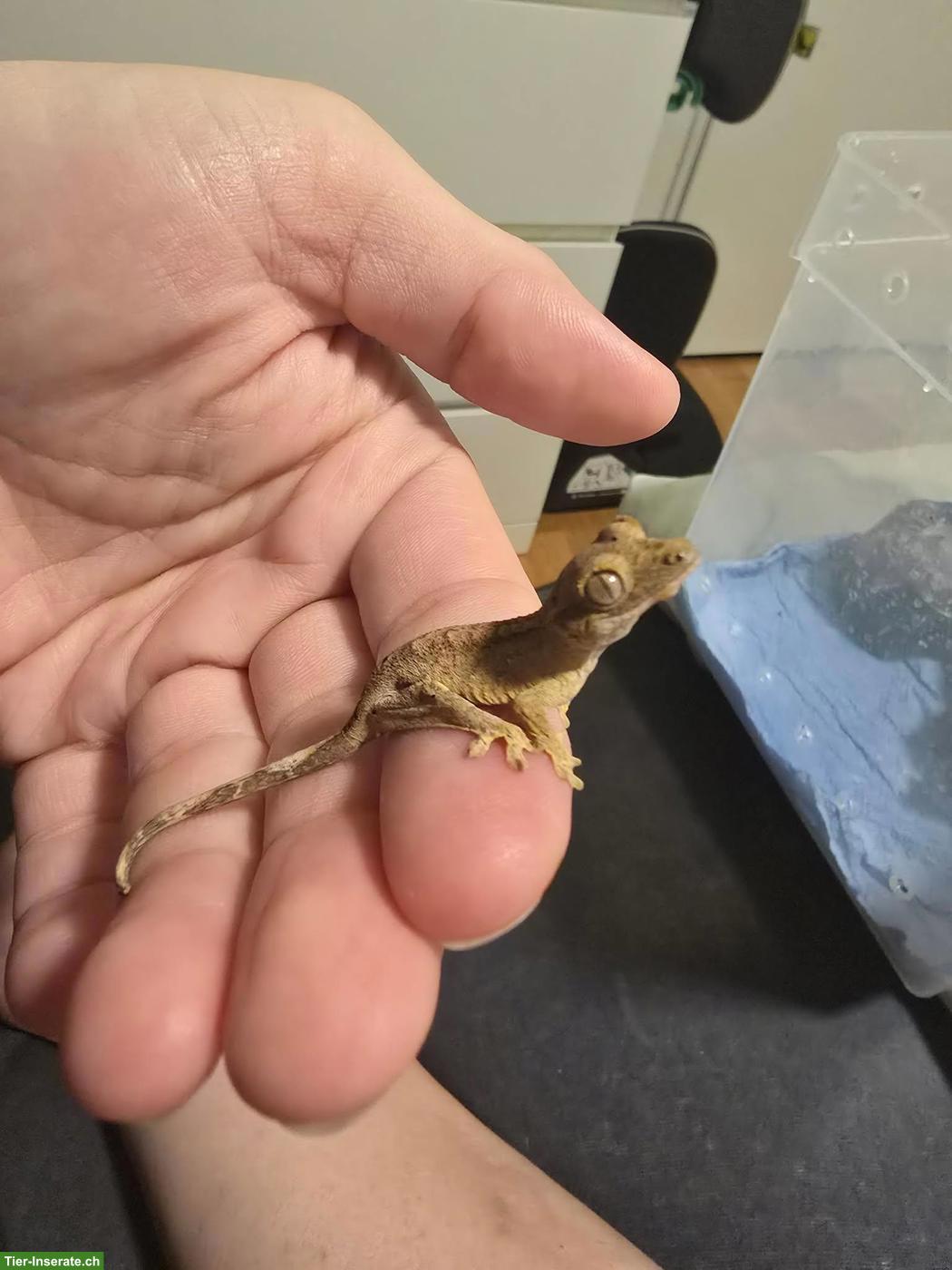 Bild 7: Kronengecko Babys Super Dalmatiner aus Hobbyzucht