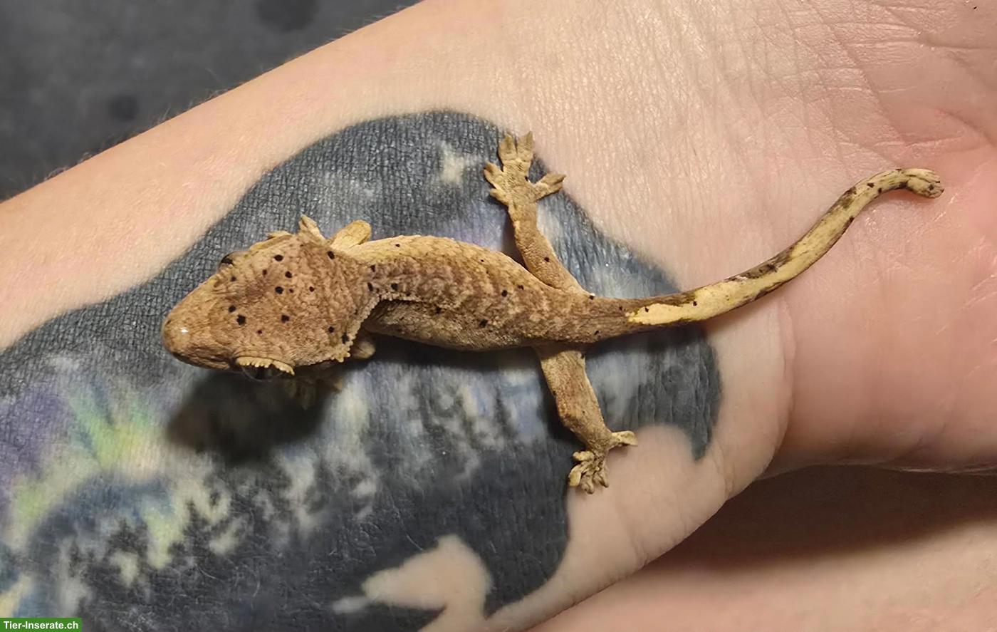 Bild 9: Kronengecko Babys Super Dalmatiner aus Hobbyzucht