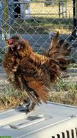 Junger Seidenhuhn-Mix Strupphahn